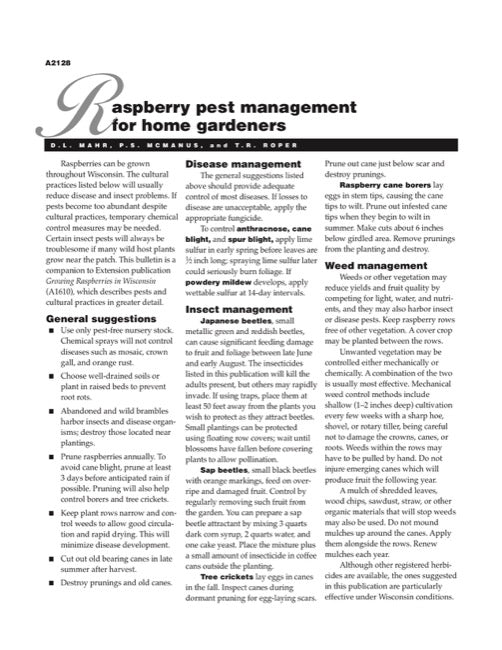 Raspberry Pest Management for Home Gardeners