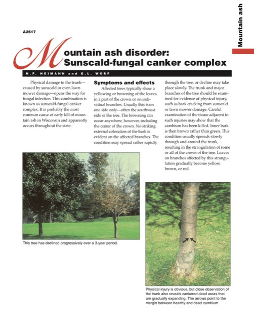 Mountain Ash Disorder: Sunscald-Fungal Canker Complex