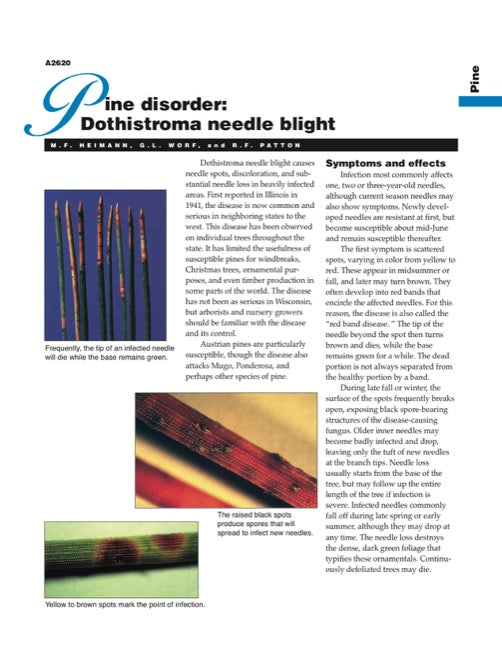 Pine Disorder: Dothistroma Needle Blight