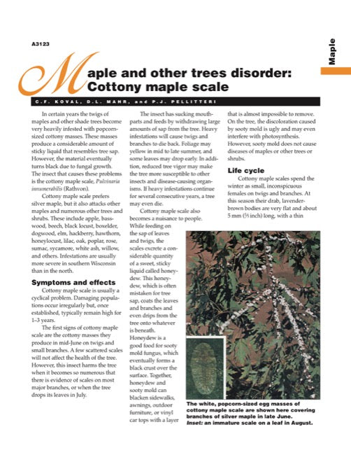 Maple and Other Trees Disorder: Cottony Maple Scale