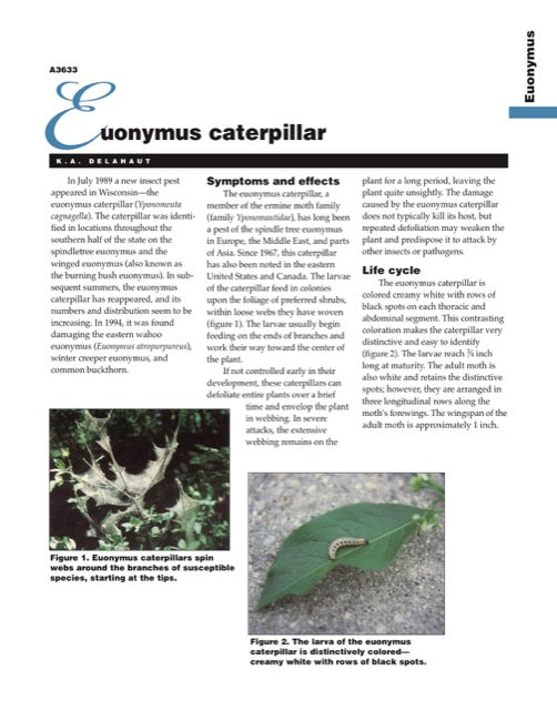 Euonymus Caterpillar