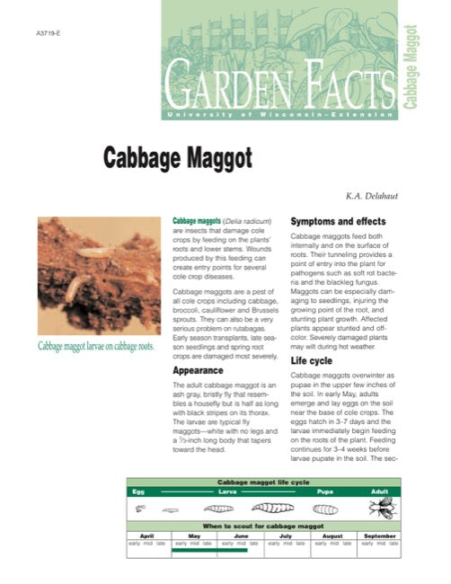 Cabbage Maggot