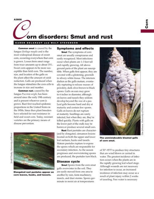 Corn Disorders: Smut and Rust