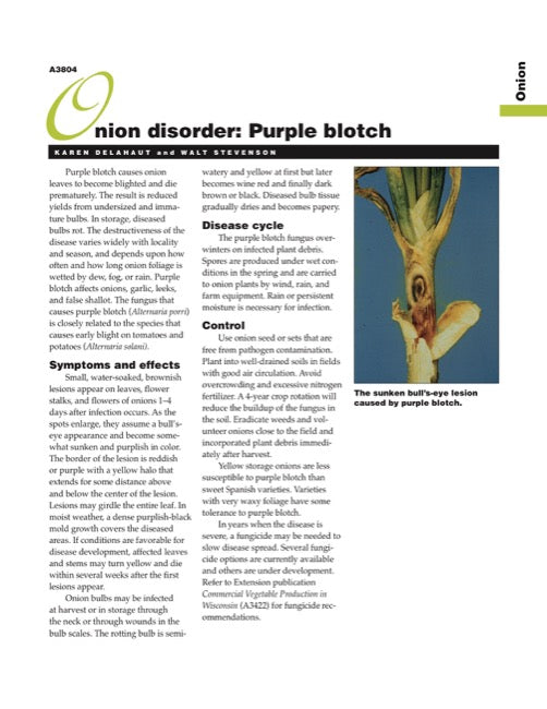 Onion Disorder: Purple Blotch