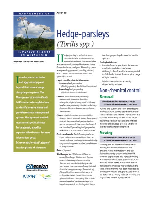 Hedge-parsleys