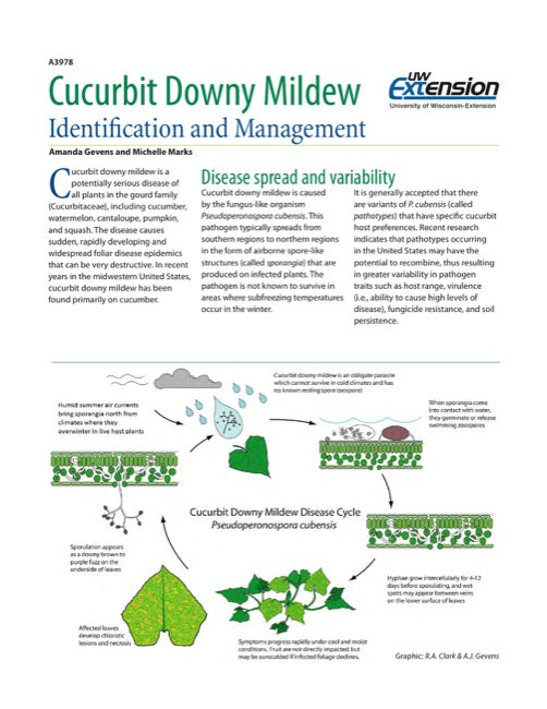 Cucurbit Downy Mildew: Identification and Management