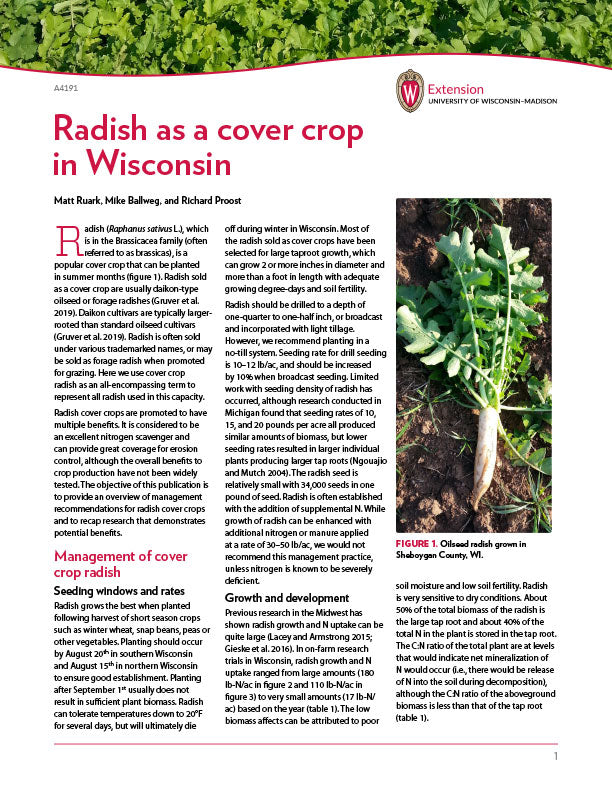 Radish as a Cover Crop in Wisconsin