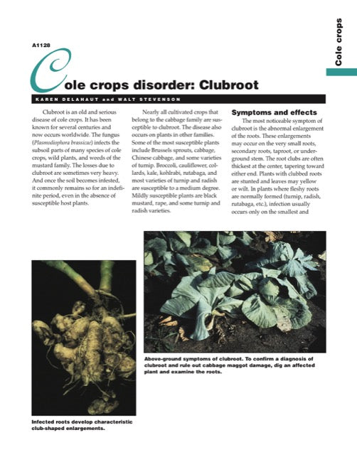Cole Crops Disorder: Clubroot
