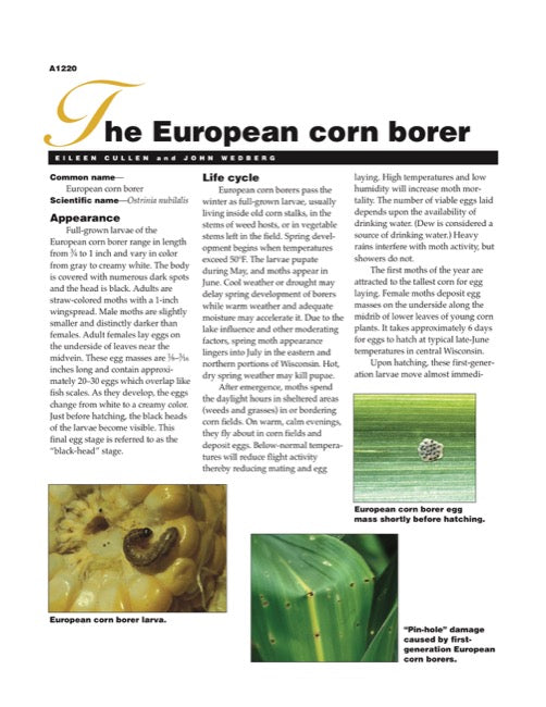European Corn Borer