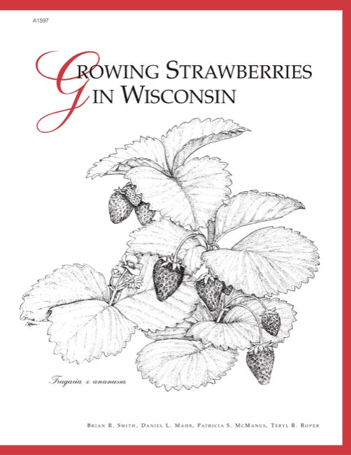 Growing Strawberries in Wisconsin