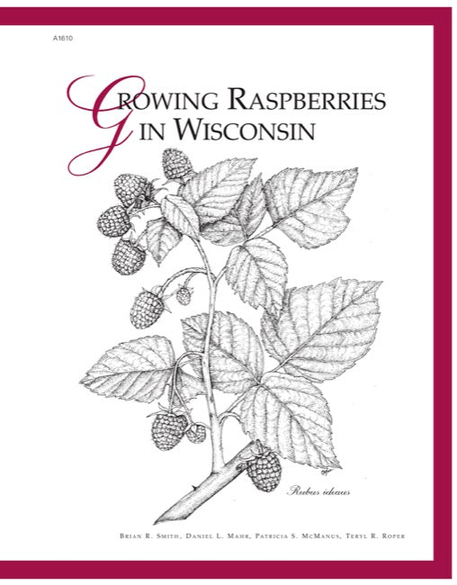 Growing Raspberries in Wisconsin