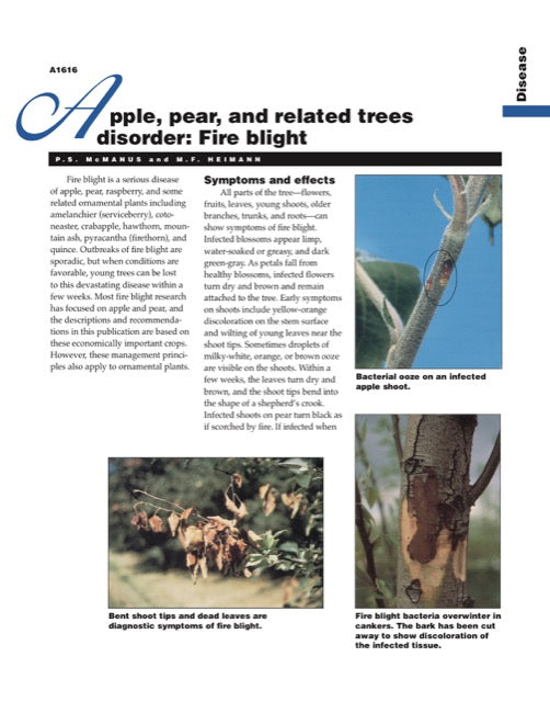 Apple, Pear, and Other Related Trees Disorder: Fire Blight