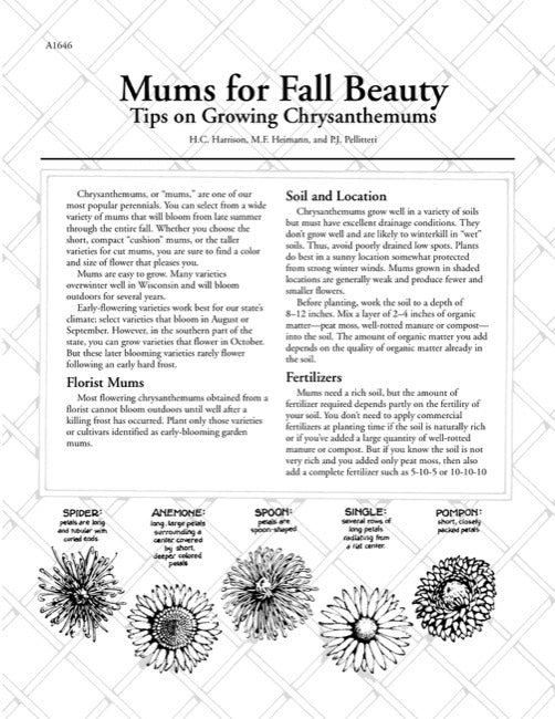 Mums for Fall Beauty—Tips on Growing Chrysanthemums