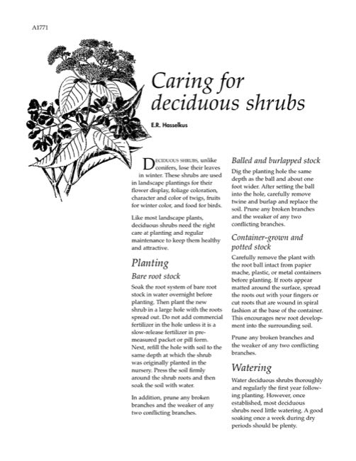 Caring for Deciduous Shrubs