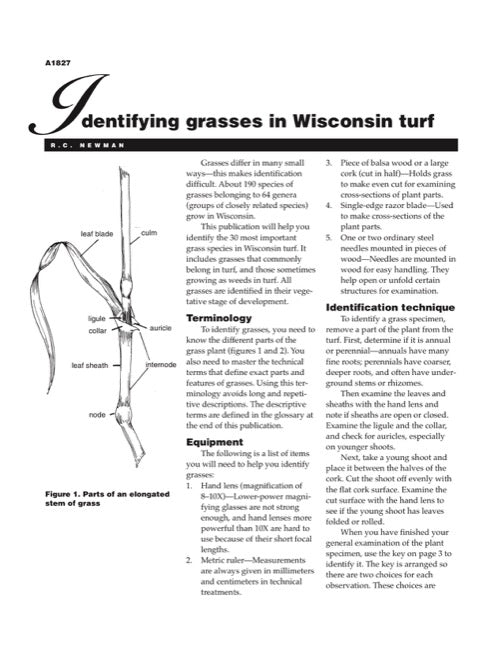 Turfgrass Identification Guide Identifying Grasses in Wisconsin Turf — The Learning Store