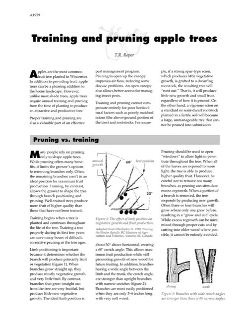 Training and Pruning Apple Trees