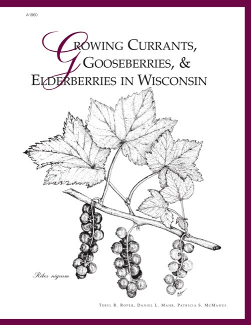 Growing Currants, Gooseberries, and Elderberries in Wisconsin