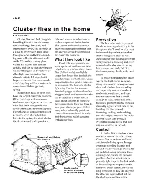 Cluster Flies in the Home