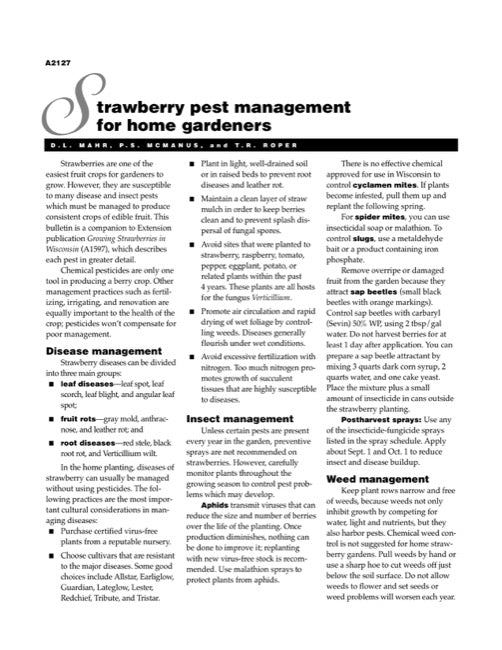 Strawberry Pest Management for Home Gardeners