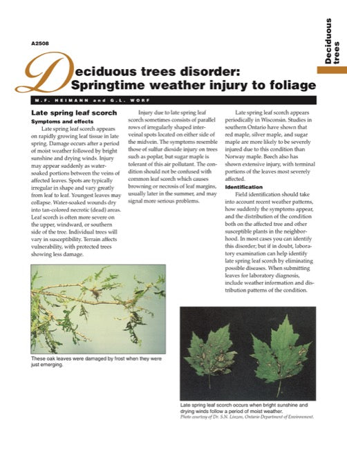 Deciduous Trees Disorder: Springtime Weather Injury to Foliage
