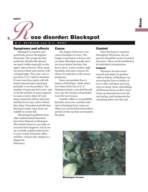 Rose Disorder: Blackspot