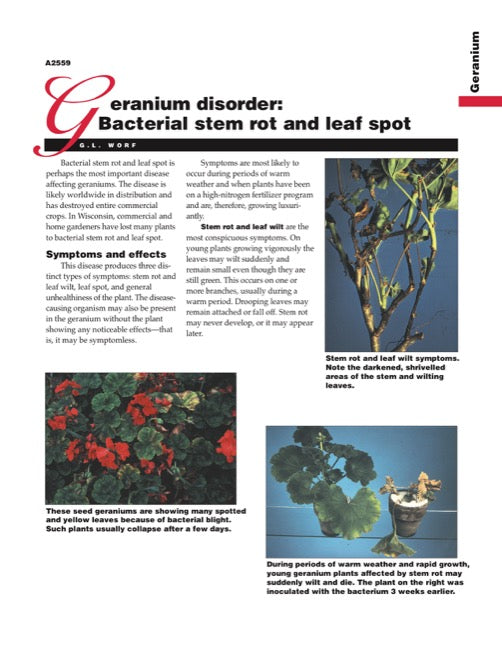 Geranium Disorder: Bacterial Stem Rot and Leaf Spot