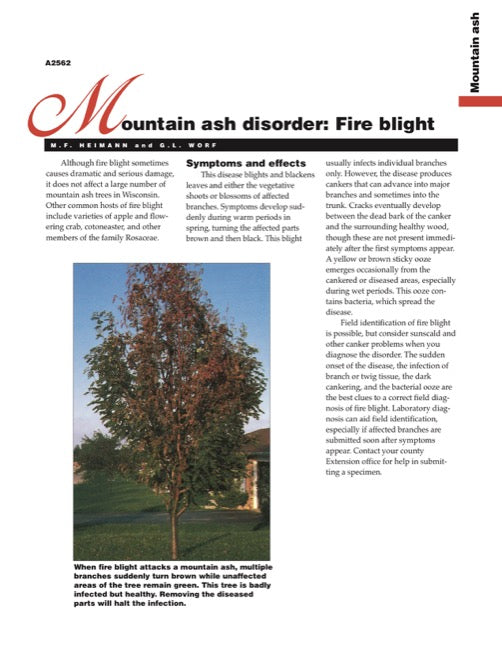 Mountain Ash Disorder: Fire Blight