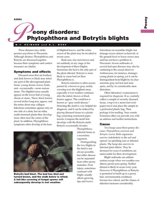 Peony Disorder: Phytophthora and Botrytis Blights
