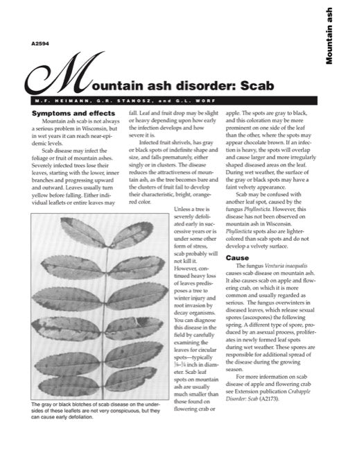 Mountain Ash Disorder: Scab