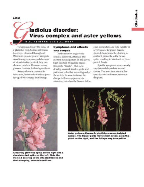Gladiolus Disorder: Virus Complex and Aster Yellows