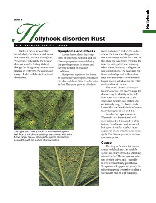 Hollyhock Disorder: Rust