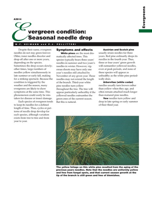 Evergreens Condition: Seasonal Needle Drop
