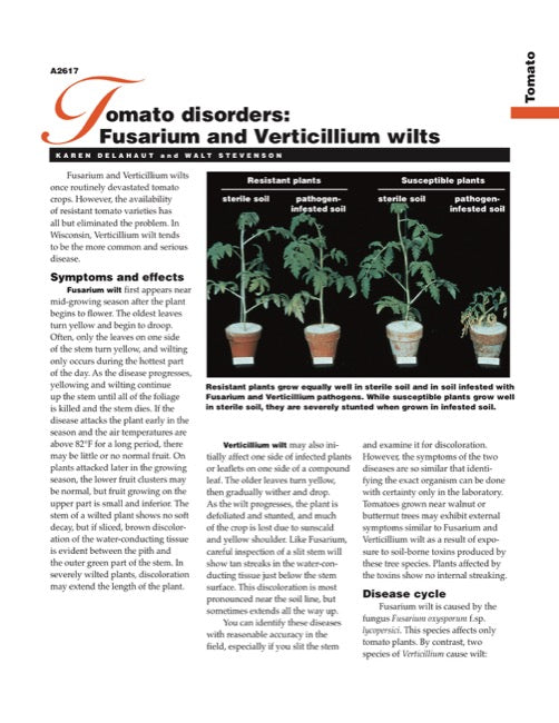 Tomato Disorders: Fusarium and Verticillium Wilts
