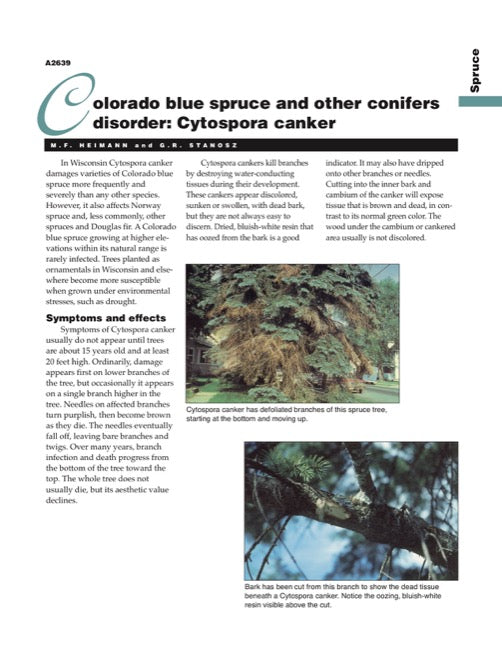 Colorado Blue Spruce and Other Conifers Disorder: Cytospora Canker