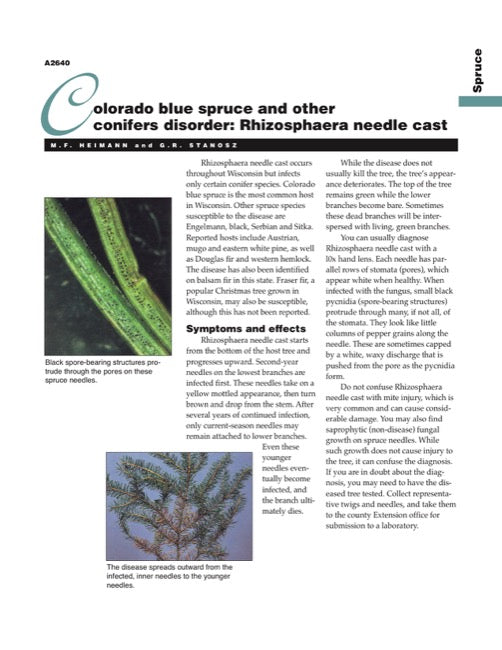 Colorado Blue Spruce and Other Conifers Disorder: Rhizosphaera Needle Cast