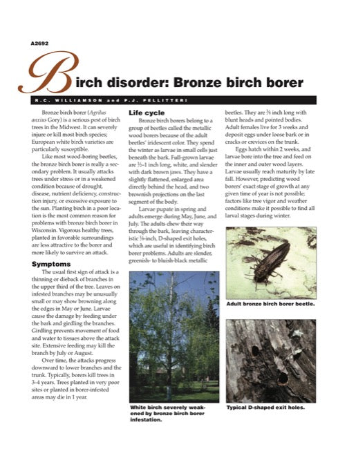 Birch Disorder Bronze Birch Borer — The Learning Store