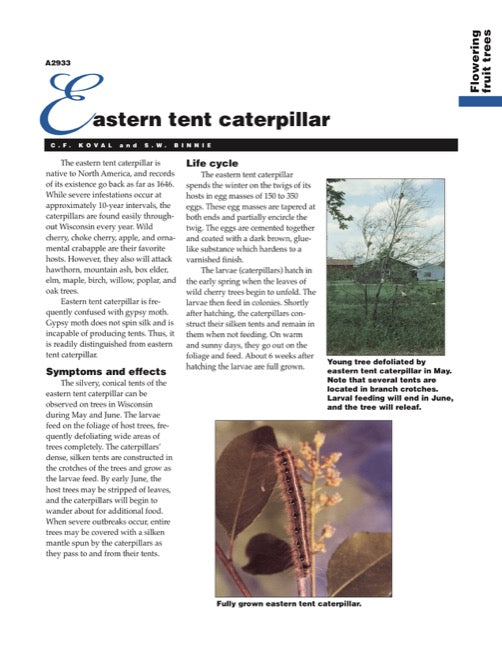 Eastern Tent Caterpillar — The Learning Store