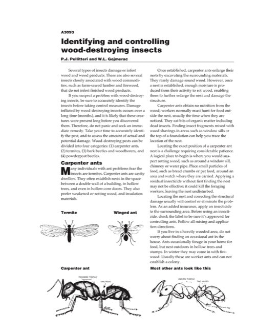 Identifying and Controlling Wood-Destroying Insects — The Learning Store