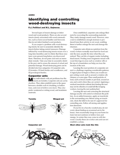 Identifying and Controlling Wood-Destroying Insects