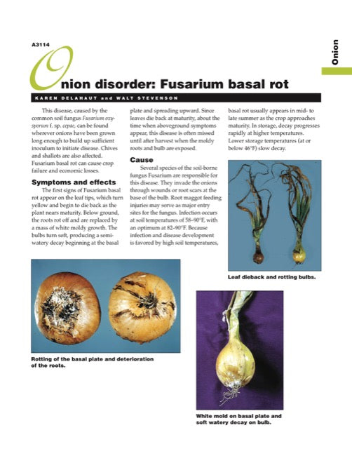 Onion Disorder: Fusarium Basal Rot