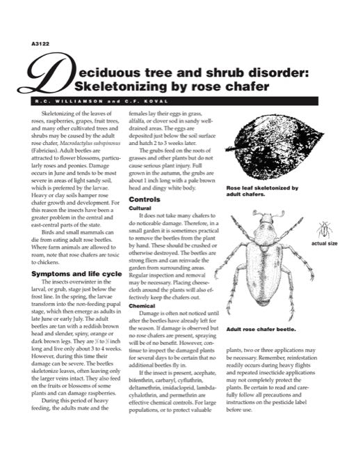 Deciduous Tree and Shrub Disorder: Skeletonizing by Rose Chafer