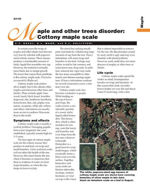 Maple Scale Maple and Other Trees Disorder: Cottony Maple Scale — The Learning Store