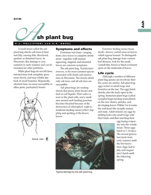 Ash Plant Bug
