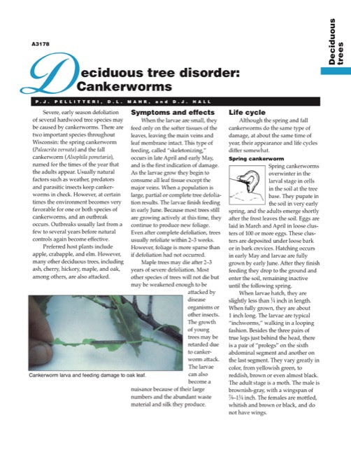 Deciduous Tree Disorder: Cankerworms