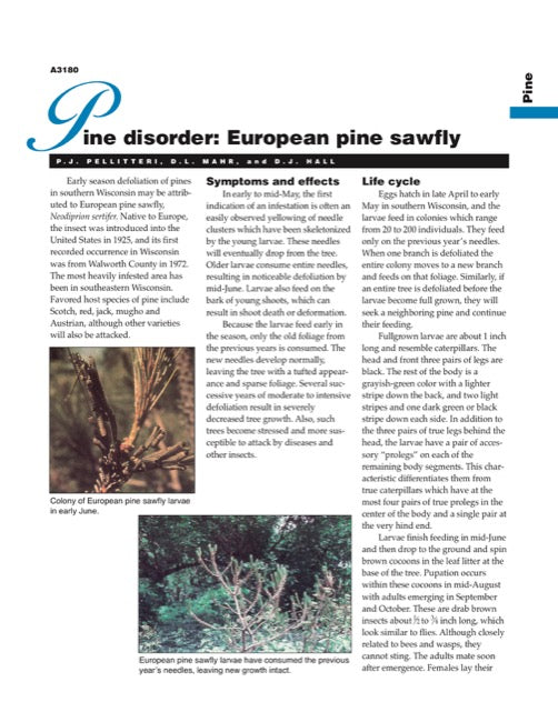 Pine Disorder: European Pine Sawfly