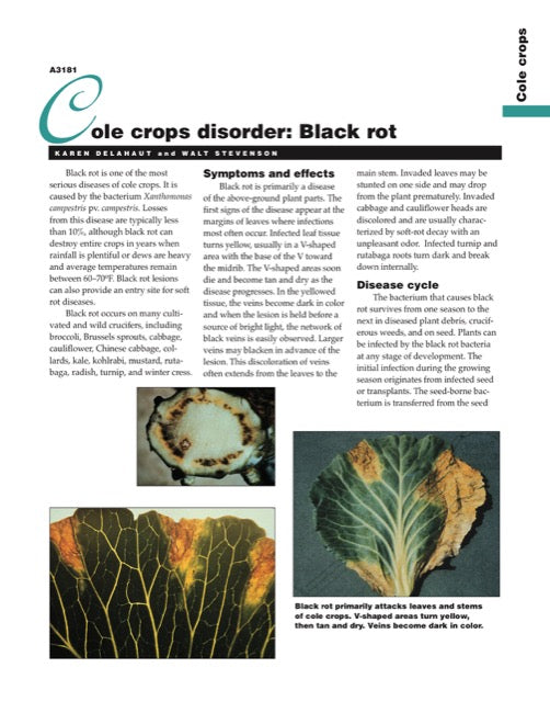 Cole Crops Disorder: Black Rot