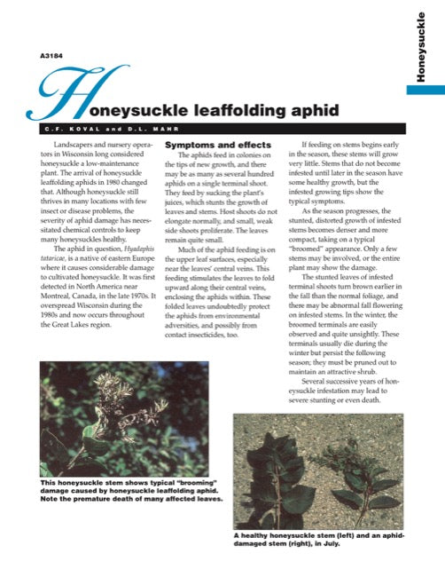 Honeysuckle Disorder: Honeysuckle Leaffolding Aphid