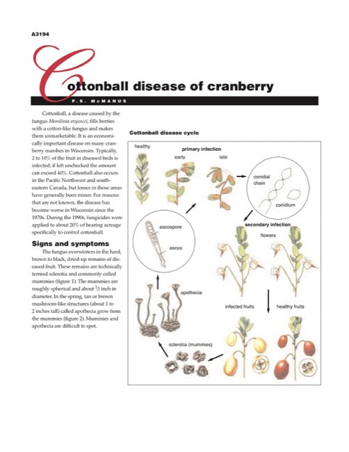 Cranberry Disorders: Cottonball Disease of Cranberry