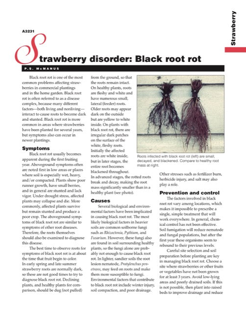 Strawberry Disorder: Black Root Rot