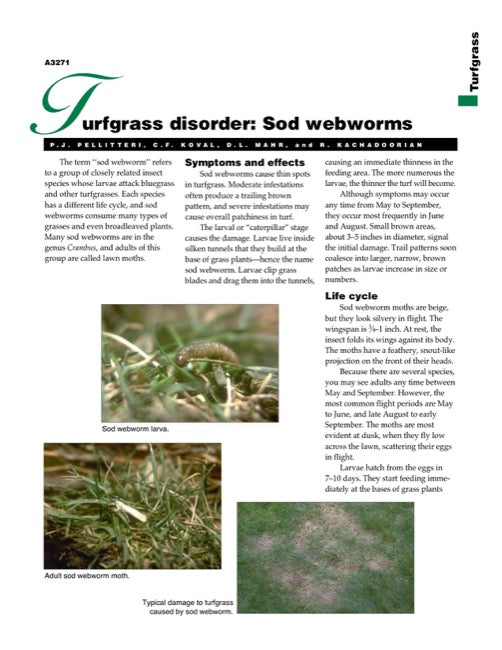 Turfgrass Disorder: Sod Webworms